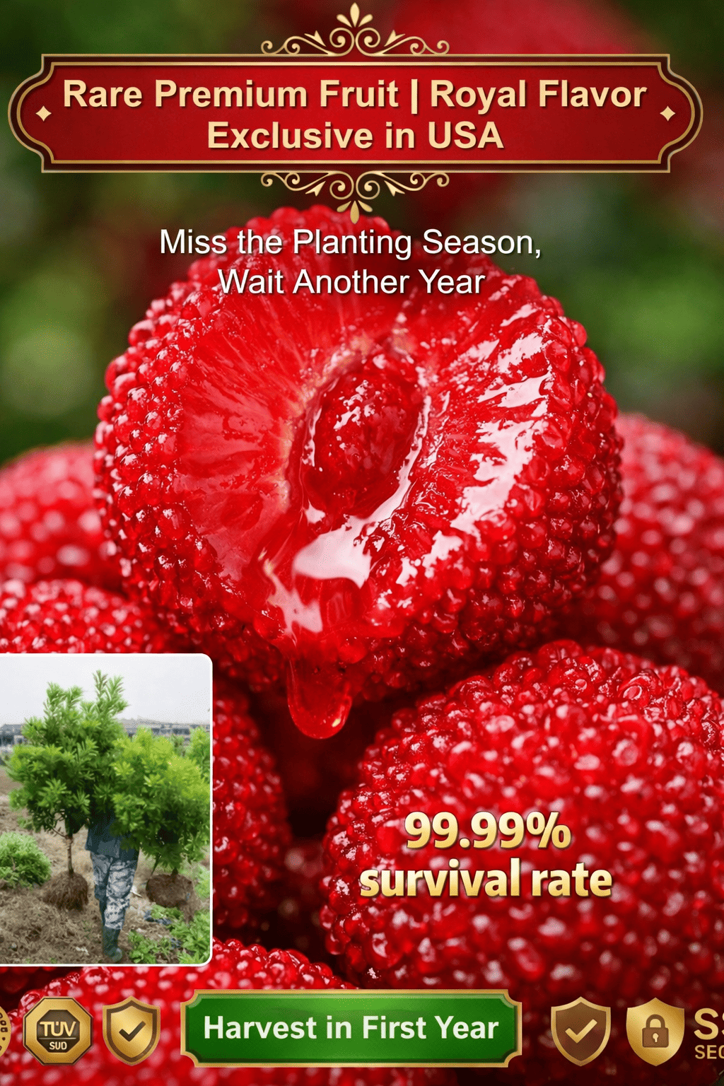 Саджанці Янмей “Royal Red” – екзотичний родич малини